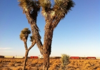 UltimateGraveyard Mojave Desert Joshua trees